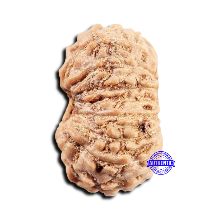15 Mukhi Indonesian Rudraksha - Bead No.301