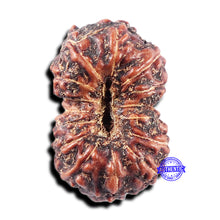 Load image into Gallery viewer, 15 Mukhi Indonesian Rudraksha - Bead No. 305
