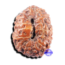 Load image into Gallery viewer, 15 Mukhi Indonesian Rudraksha - Bead No. 306
