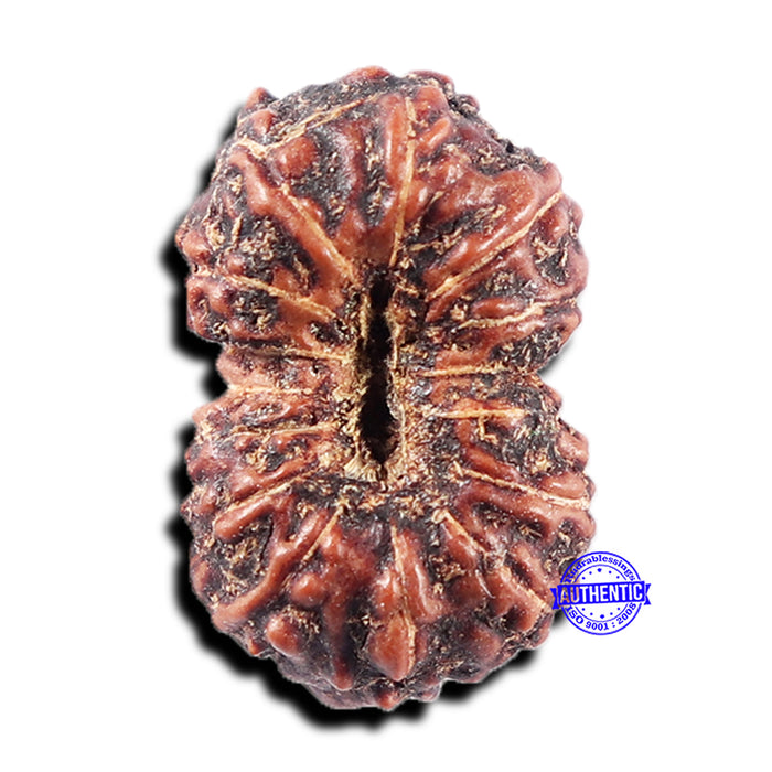 15 Mukhi Indonesian Rudraksha - Bead No. 305