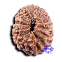 Load image into Gallery viewer, 15 Mukhi Indonesian Rudraksha - Bead No.307
