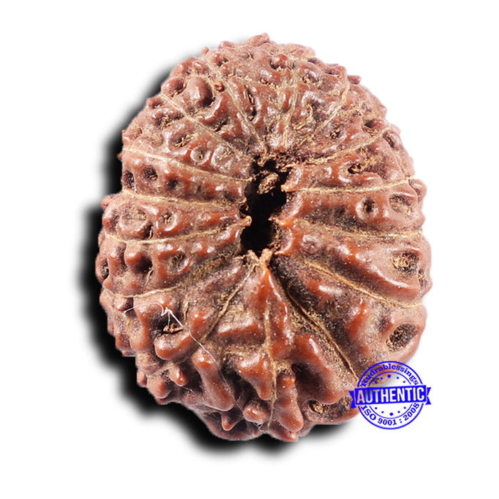 15 Mukhi Indonesian Rudraksha - Bead No.307
