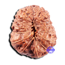 Load image into Gallery viewer, 15 Mukhi Indonesian Rudraksha - Bead No. 308
