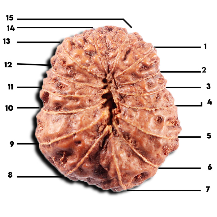 15 Mukhi Indonesian Rudraksha - Bead No. 308