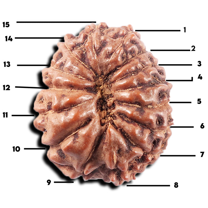 15 Mukhi Indonesian Rudraksha - Bead No. 309