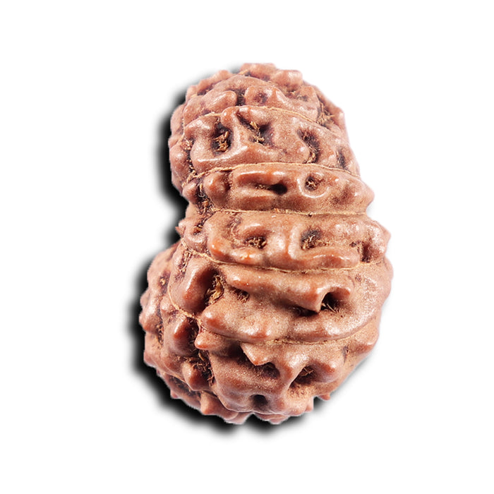 15 Mukhi Indonesian Rudraksha - Bead No. 309