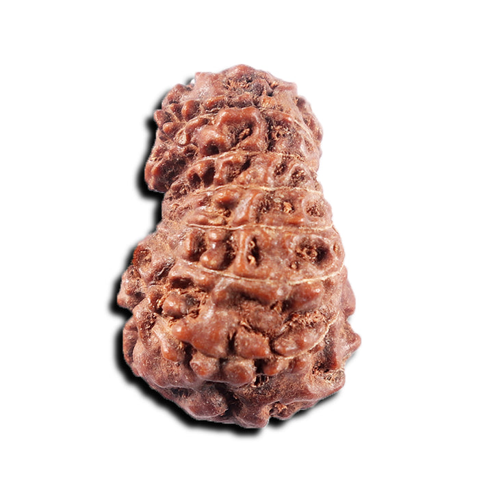 15 Mukhi Indonesian Rudraksha - Bead No. 310