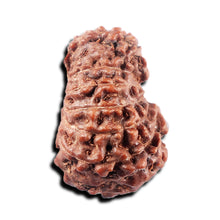 Load image into Gallery viewer, 15 Mukhi Indonesian Rudraksha - Bead No. 310
