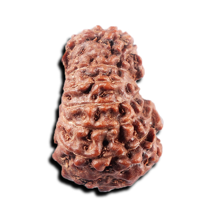 15 Mukhi Indonesian Rudraksha - Bead No. 310