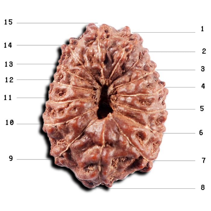 15 Mukhi Indonesian Rudraksha - Bead No. 310