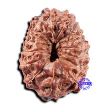Load image into Gallery viewer, 15 Mukhi Indonesian Rudraksha - Bead No. 310

