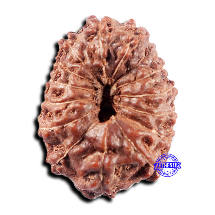 15 Mukhi Indonesian Rudraksha - Bead No. 310