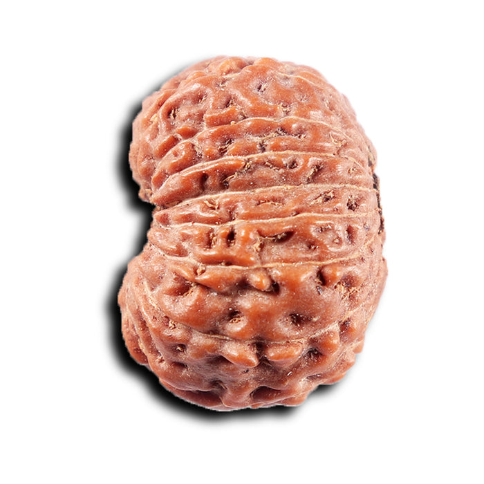 15 Mukhi Indonesian Rudraksha - Bead No. 311