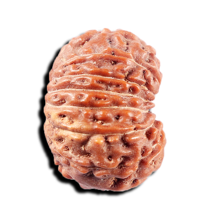 15 Mukhi Indonesian Rudraksha - Bead No. 311
