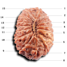 Load image into Gallery viewer, 15 Mukhi Indonesian Rudraksha - Bead No. 311
