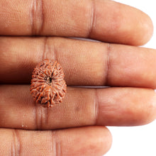 Load image into Gallery viewer, 15 Mukhi Indonesian Rudraksha - Bead No. 311
