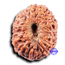 Load image into Gallery viewer, 15 Mukhi Indonesian Rudraksha - Bead No. 312

