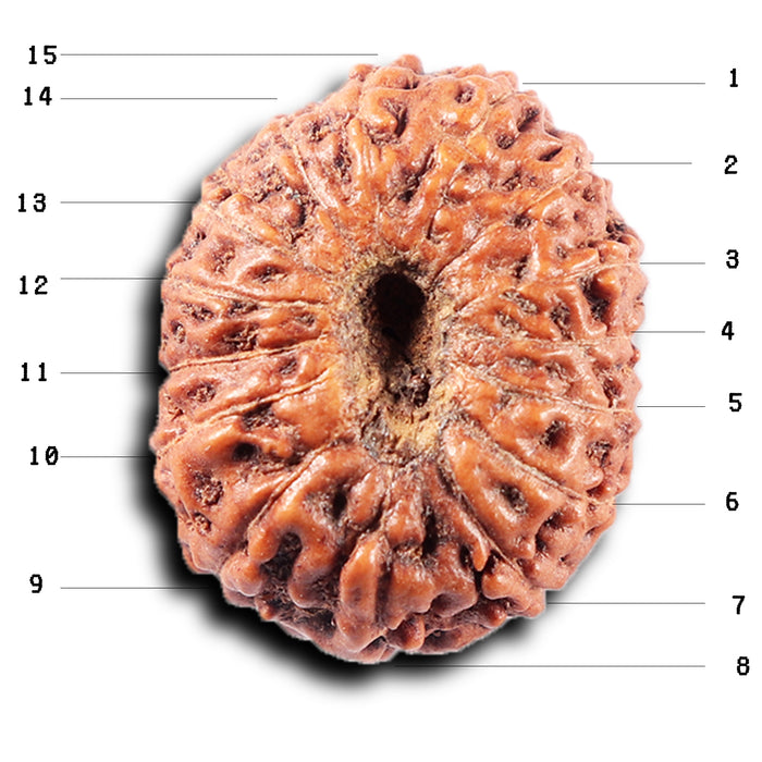 15 Mukhi Indonesian Rudraksha - Bead No. 312