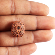 Load image into Gallery viewer, 15 Mukhi Indonesian Rudraksha - Bead No. 312
