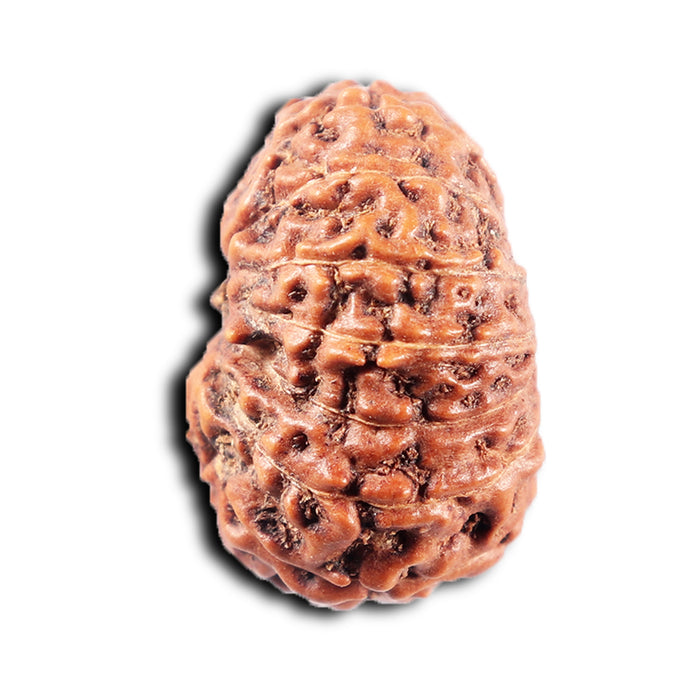 15 Mukhi Indonesian Rudraksha - Bead No. 312