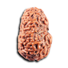 Load image into Gallery viewer, 15 Mukhi Indonesian Rudraksha - Bead No. 312
