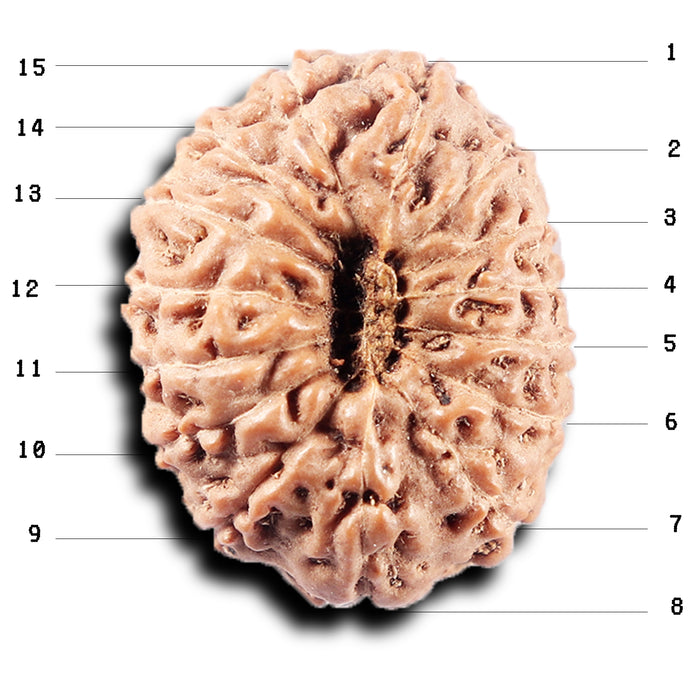 15 Mukhi Indonesian Rudraksha - Bead No. 313
