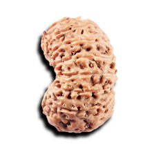 Load image into Gallery viewer, 15 Mukhi Indonesian Rudraksha - Bead No. 313
