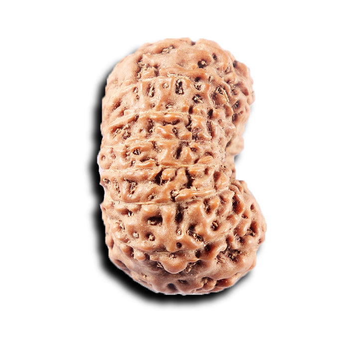 15 Mukhi Indonesian Rudraksha - Bead No. 313