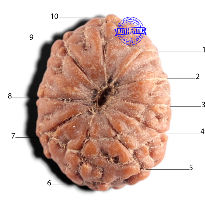 10 Mukhi Rudraksha from Indonesia - Bead No. 15
