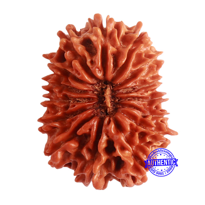 15 Mukhi Rudraksha from Nepal - Bead No. 64