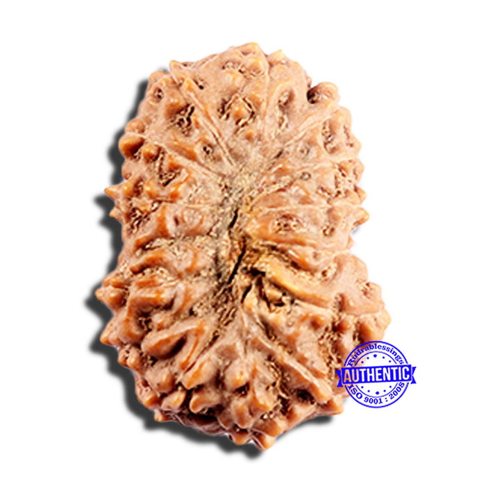 15 Mukhi Indonesian Rudraksha - Bead No. 290