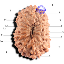 Load image into Gallery viewer, 15 Mukhi Indonesian Rudraksha - Bead No. 314

