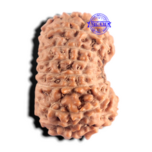 Load image into Gallery viewer, 15 Mukhi Indonesian Rudraksha - Bead No. 314
