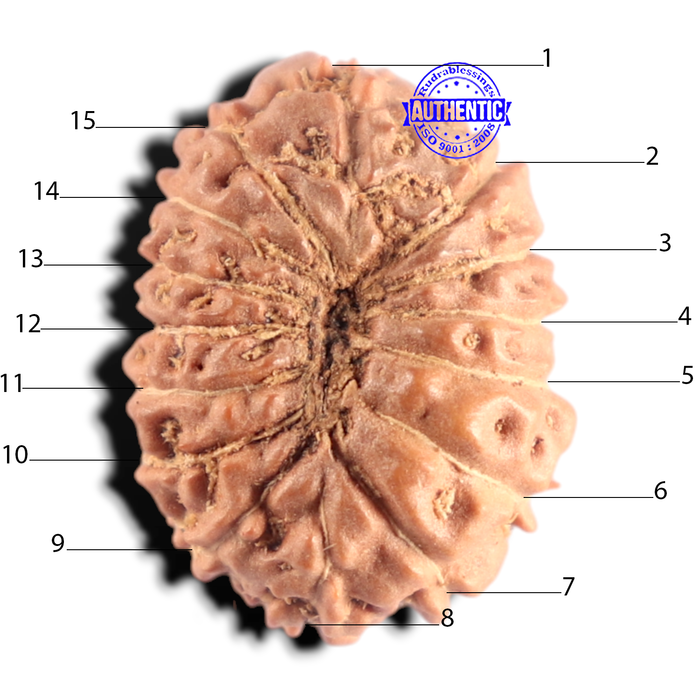 15 Mukhi Indonesian Rudraksha - Bead No. 315