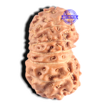Load image into Gallery viewer, 15 Mukhi Indonesian Rudraksha - Bead No. 315
