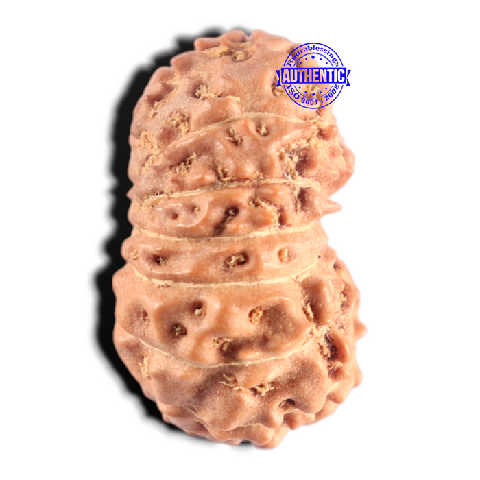 15 Mukhi Indonesian Rudraksha - Bead No. 315