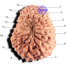 Load image into Gallery viewer, 15 Mukhi Indonesian Rudraksha - Bead No. 316

