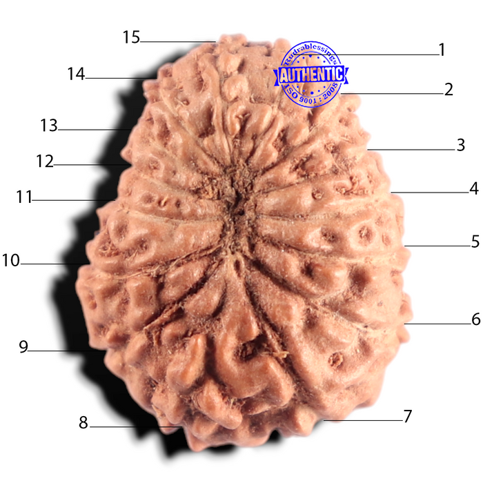 15 Mukhi Indonesian Rudraksha - Bead No. 316