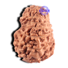 Load image into Gallery viewer, 15 Mukhi Indonesian Rudraksha - Bead No. 316
