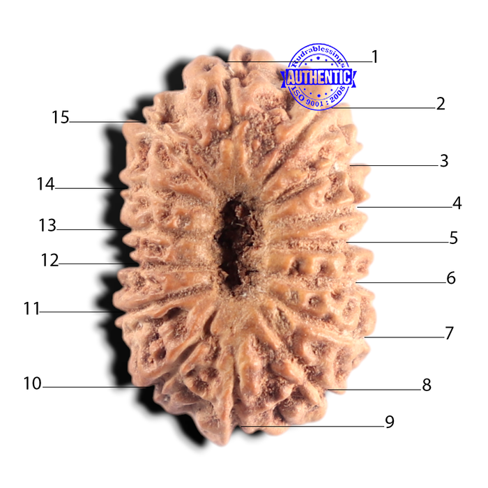 15 Mukhi Indonesian Rudraksha - Bead No. 318