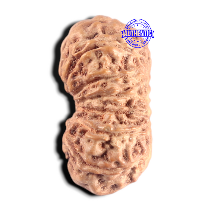 15 Mukhi Indonesian Rudraksha - Bead No. 318