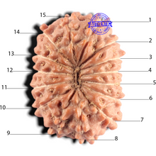 Load image into Gallery viewer, 15 Mukhi Indonesian Rudraksha - Bead No. 319
