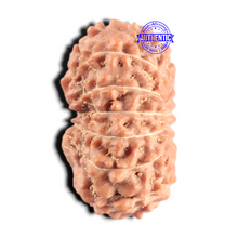 Load image into Gallery viewer, 15 Mukhi Indonesian Rudraksha - Bead No. 319
