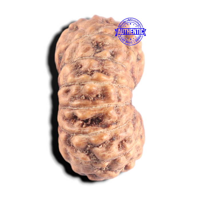 15 Mukhi Indonesian Rudraksha - Bead No. 320