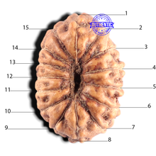 Load image into Gallery viewer, 15 Mukhi Indonesian Rudraksha - Bead No. 320
