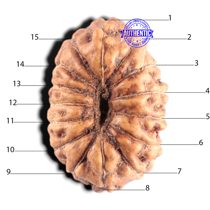 15 Mukhi Indonesian Rudraksha - Bead No. 320