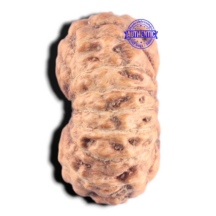 15 Mukhi Indonesian Rudraksha - Bead No. 320
