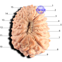 Load image into Gallery viewer, 15 Mukhi Indonesian Rudraksha - Bead No. 321
