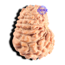 Load image into Gallery viewer, 15 Mukhi Indonesian Rudraksha - Bead No. 321
