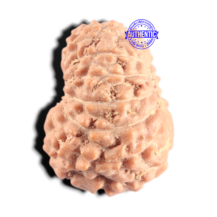 15 Mukhi Indonesian Rudraksha - Bead No. 321
